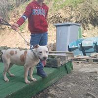 Cucciolo di Pitbull femmina di 8 mesi disponibile