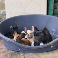 Bulldog francesi nani