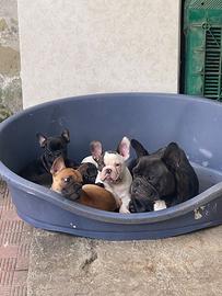 Bulldog francesi nani
