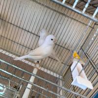 Coppia canarini bianco recessivo anno 2025