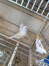 Coppia canarini bianco recessivo anno 2025