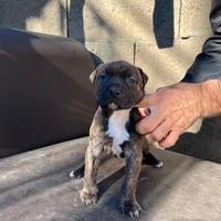 Cuccioli di pitbull