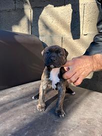Cuccioli di pitbull