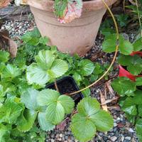 Fragola bianca Fragaria x ananassa Pineberry