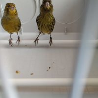 Coppia di canarini neri gialli