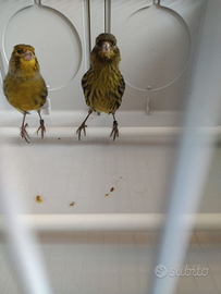 Coppia di canarini neri gialli