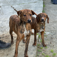 Cani segugi maremmani di otto mesi già aviat