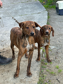 Cani segugi maremmani di otto mesi già aviat