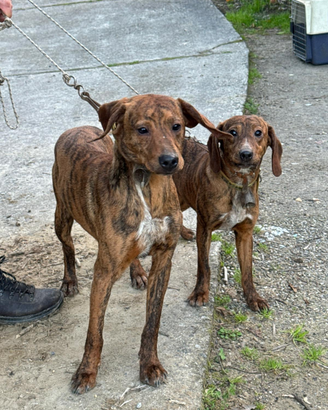 Cani segugi maremmani di otto mesi già aviat