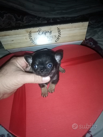 Micro cucciola di chihuahua mini toy