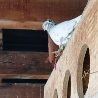 Colombi di Galati capitombolanti jucatori