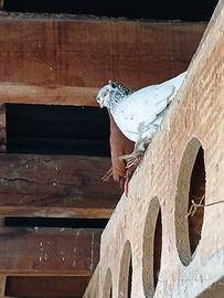 Colombi di Galati capitombolanti jucatori