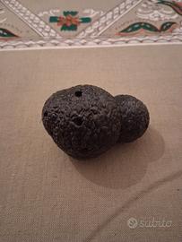 tartufo per addestramento 