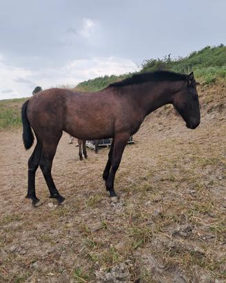 Cavallo puledra pre