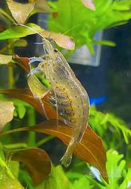 Rasbore, caridine e corydoras - pesci acquario