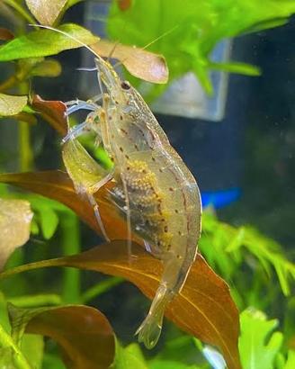 Rasbore, caridine e corydoras - pesci acquario