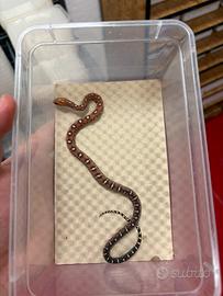 Baby serpenti del grano