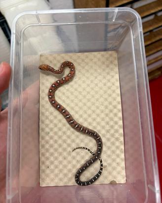 Baby serpenti del grano