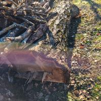 Tronchi di primo fusto di vari tipi di alberi