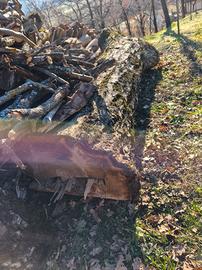 Tronchi di primo fusto di vari tipi di alberi