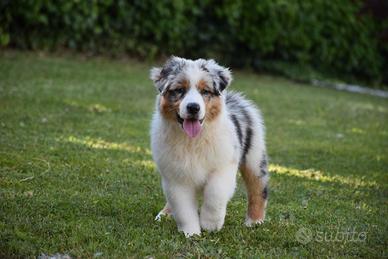 Cucciolo Australian sheperd - Pastore Australiano
