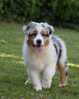 Cucciolo Australian sheperd - Pastore Australiano