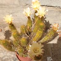 Piante grasse