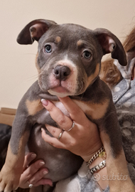 Disponibili cuccioli American Bully ABKC