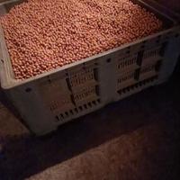 Bins con sportello per nocciole