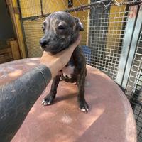 Cuccioli di American Pit bull terrier