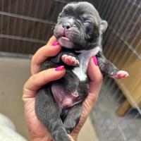 Bulldog francese disponibile per ottobre