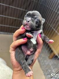 Bulldog francese disponibile per ottobre