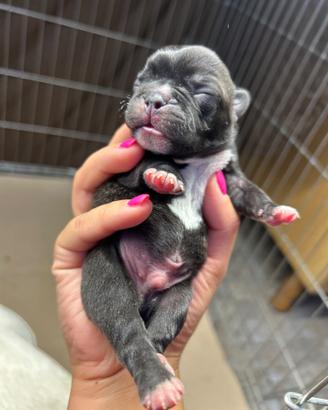 Bulldog francese disponibile per ottobre