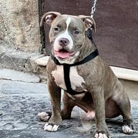 American bull