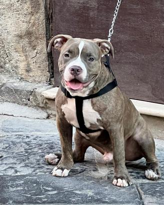 American bull