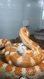 Serpente del grano