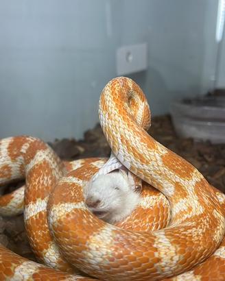 Serpente del grano