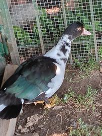 Anatra muta