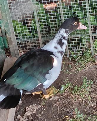 Anatra muta