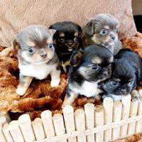 Chihuahua con pedigree Enci