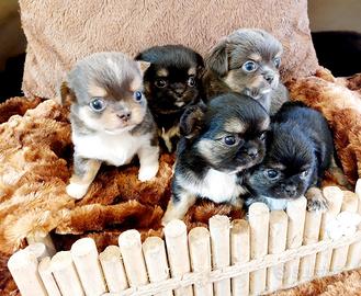 Chihuahua con pedigree Enci