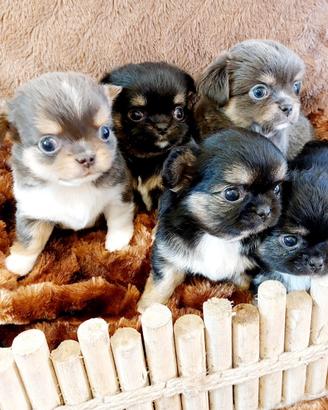 Chihuahua con pedigree Enci