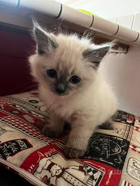 Gattini Ragdoll