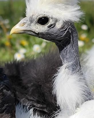 Pulcini collo nudo moroseta