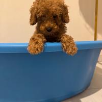 Barboncino toy maschietto