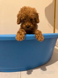 Barboncino toy maschietto