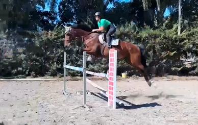 Cavallo salto ostacoli