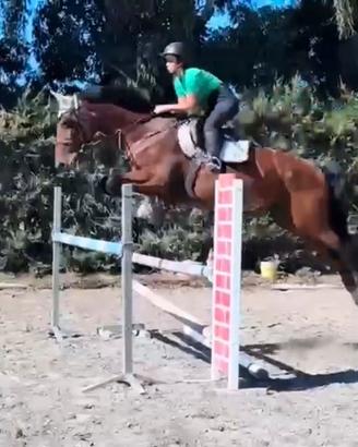 Cavallo salto ostacoli