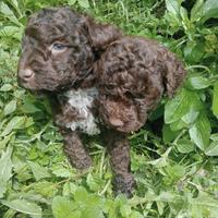 Lagottini maschi 70 giorni stupendi 400