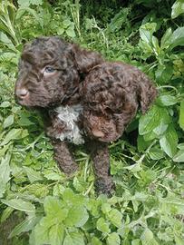 Lagottini maschi 70 giorni stupendi 400